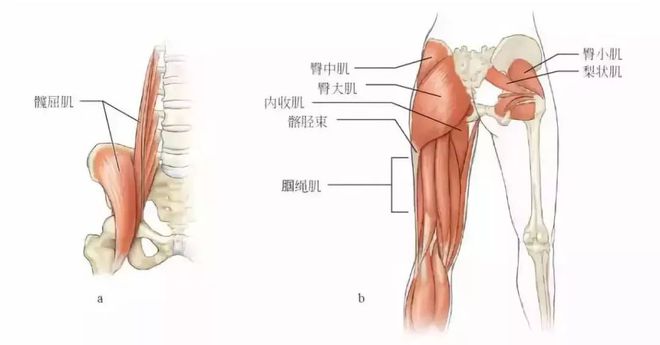 星空智能科技：练腿别再深蹲了！8个腿部练习助你提升跑步速度！(图4)