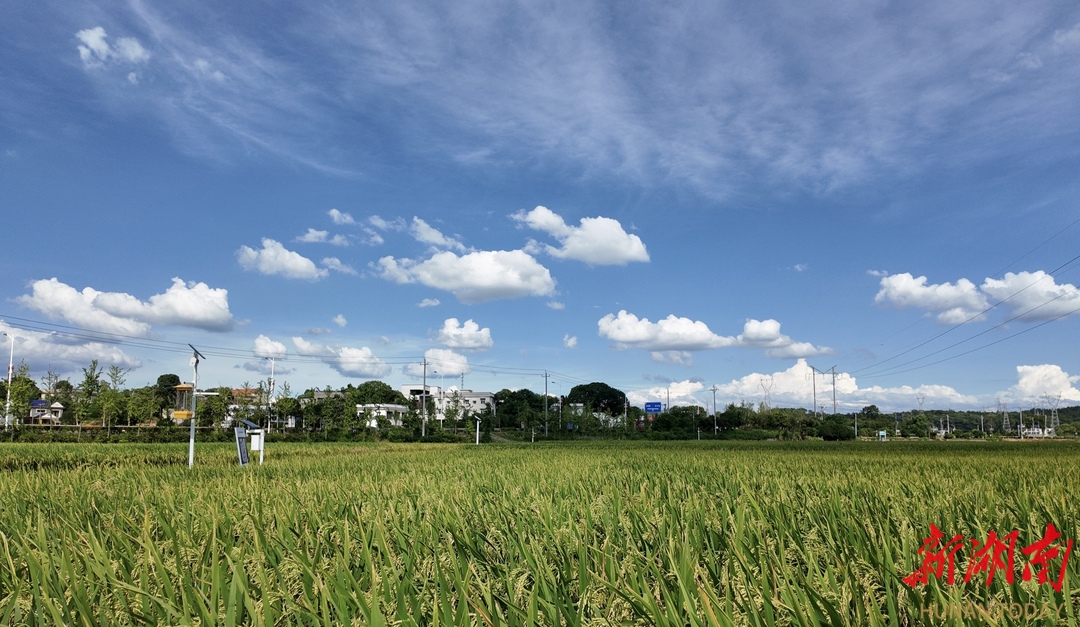 星空智能科技：长沙县果园镇：“机械+农技”双翼托起五谷丰登梦(图1)