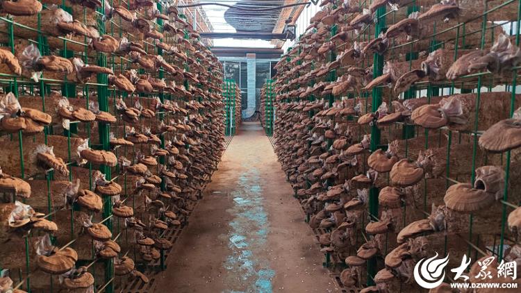 为人类减贫事业贡献力量！山东2个案例入选全球减贫事业“智慧锦囊”(图3)